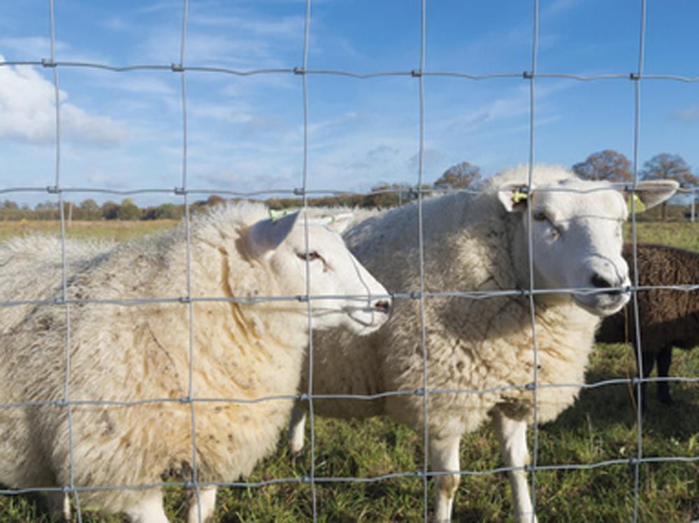 Comment installer du grillage à mouton ? Comment tendre du grillage à mouton ?